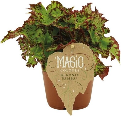 Begonia Samba, in 12cm-pot