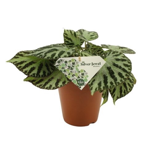 Begonia Silver Jewel, in 15cm-pot