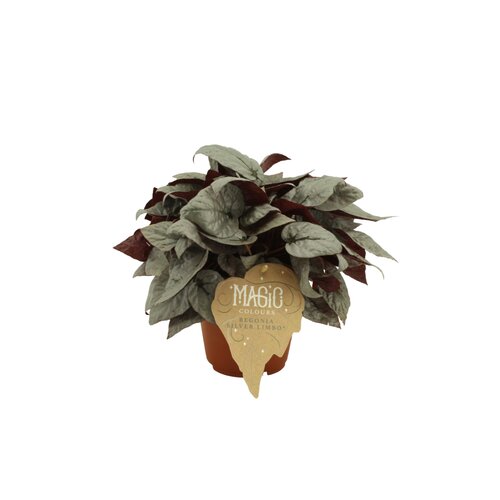 Begonia Silver Limbo, in 12cm-pot