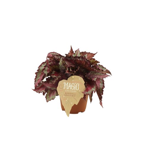 Begonia Spitfire, in 12cm-pot - afbeelding 1