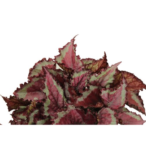 Begonia Spitfire, in 12cm-pot - afbeelding 2