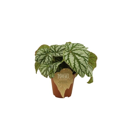Begonia Tap Dance, in 12cm-pot