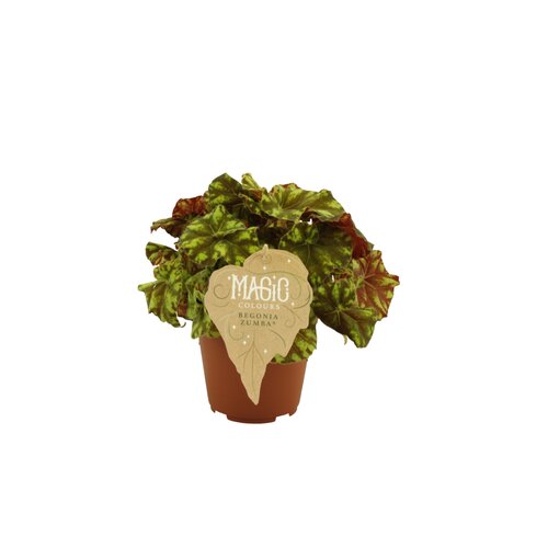 Begonia Zumba, in 12cm-pot