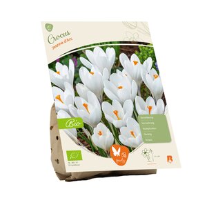 BIO - Crocus Jeanne d'Arc per 10 - afbeelding 2