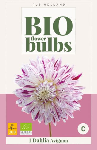 Bio dahlia avignon 1st