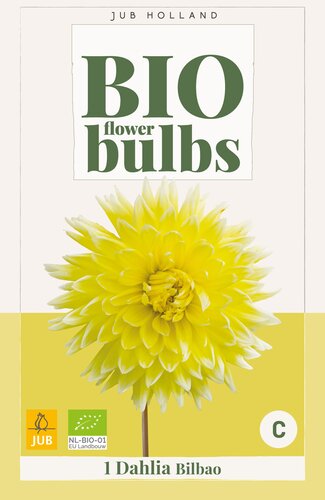 Bio dahlia bilbao 1st