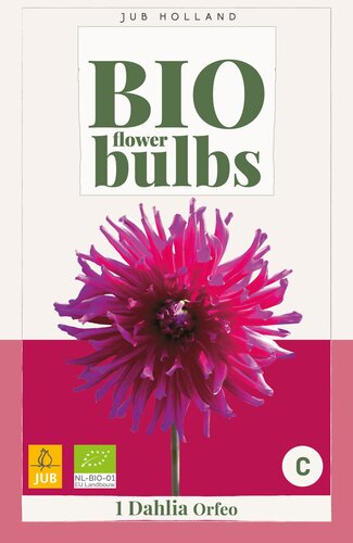 Bio dahlia orfeo 1st