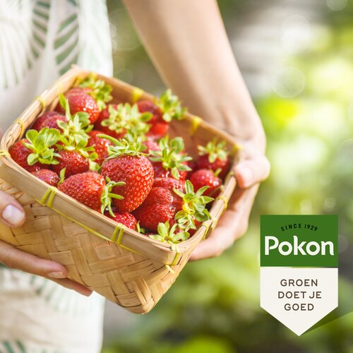 Pokon Bio Kleinfruitmest 1kg - afbeelding 4