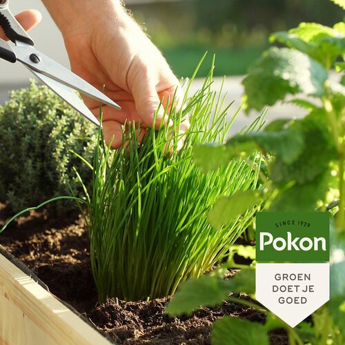 Pokon Bio Kruidenmest 1kg - afbeelding 4