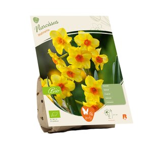 BIO - Narcissus Martinette per 7 - afbeelding 2