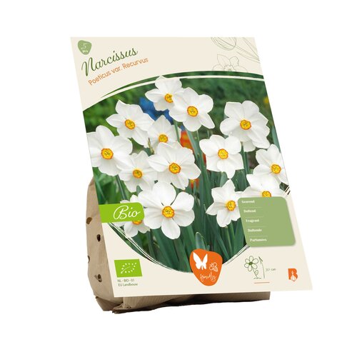 BIO - Narcissus Poeticus Var. Recurvus per 5 - afbeelding 2