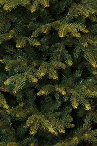 Black Box Kunstkerstboom Frasier groen - H 230 x D147 cm - afbeelding 2