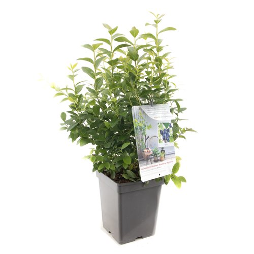 Blauwe bessenstruik (Vaccinium corymbosum Aino), in pot