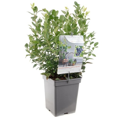Blauwe bessenstruik (Vaccinium corymbosum Alvar), in pot
