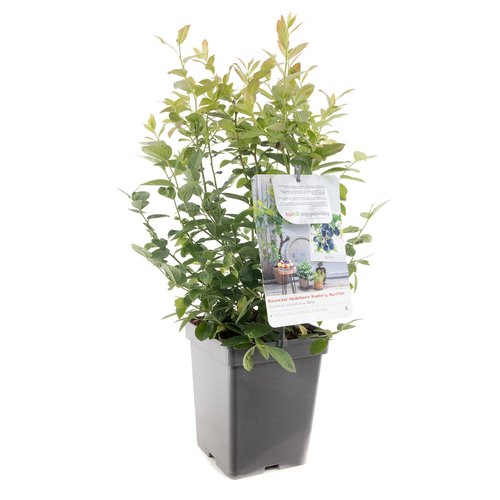 Blauwe bessenstruik (Vaccinium corymbosum Arto), in pot