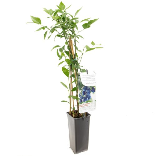 Blauwe bessenstruik (Vaccinium corymbosum Bluecrop), in pot