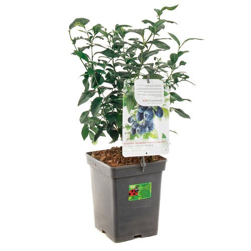 Blauwe bessenstruik (Vaccinium corymbosum Bluecrop P24), in pot