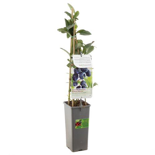 Blauwe bessenstruik (Vaccinium corymbosum Duke), in pot