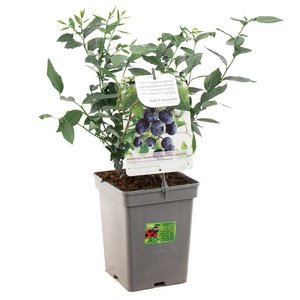 Blauwe bessenstruik (Vaccinium corymbosum Goldtraube), in pot