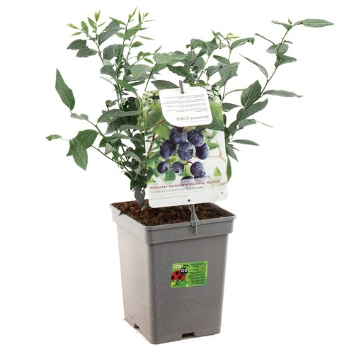 Blauwe bessenstruik (Vaccinium corymbosum Goldtraube P24), in pot