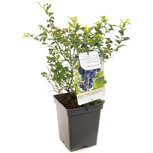 Blauwe bessenstruik (Vaccinium corymbosum Hortblue Petit), in pot