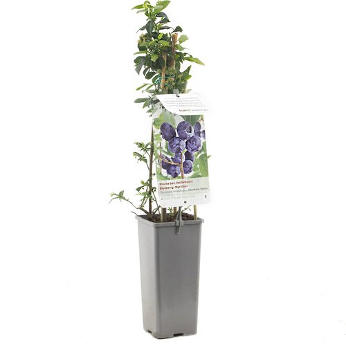 Blauwe bessenstruik (Vaccinium corymbosum Hortblue Petit), in pot