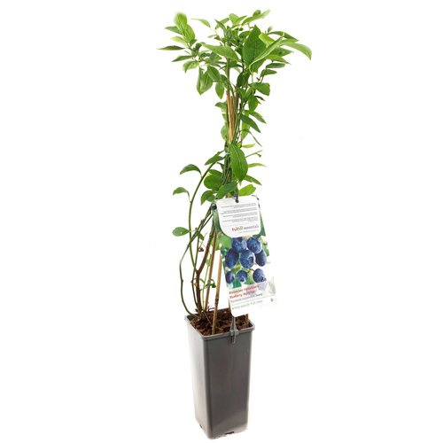 Blauwe bessenstruik (Vaccinium corymbosum Jersey), in pot
