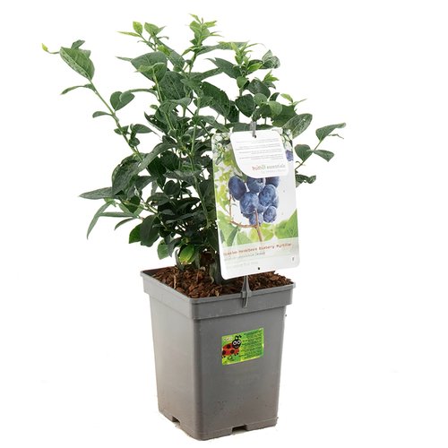 Blauwe bessenstruik (Vaccinium corymbosum Jersey), in pot
