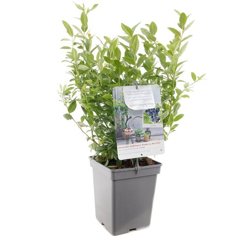 Blauwe bessenstruik (Vaccinium corymbosum Jorma), in pot