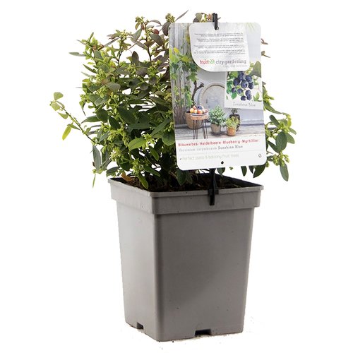 Blauwe bessenstruik (Vaccinium corymbosum Sunshine Blue), in pot