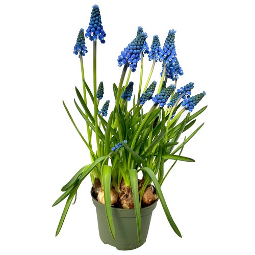 Blauwe druifjes (Muscari Big Smile) in 10cm-pot - afbeelding 1