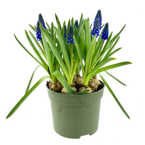 Blauwe druifjes (Muscari Big Smile), in 12cm-pot - afbeelding 1