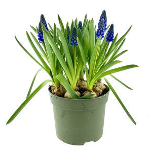 Blauwe druifjes (Muscari Big Smile), in 12cm-pot - afbeelding 1