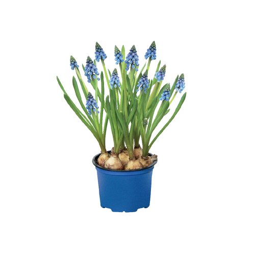 Blauwe druifjes (Muscari), in 9cm-pot