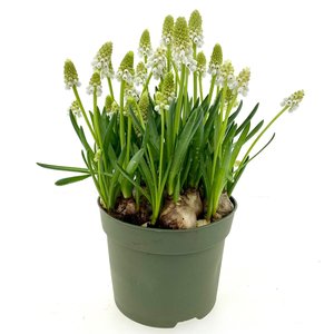 Blauwe druifjes wit (Muscari Whtie Magic) in 12cm-pot - afbeelding 2