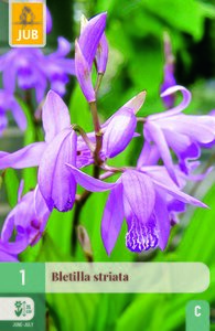 Bletilla striata 1st