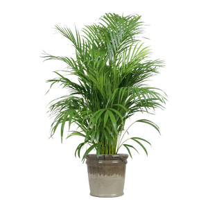 Bloempot black/cream - D 45 x H 40 cm - afbeelding 3