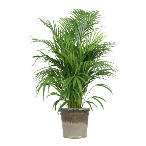 Bloempot black/cream - D 56 x H 49 cm - afbeelding 3