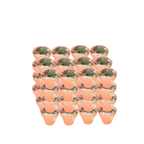 Blooming Patio - Bowl Terracotta - Bio Bulbs