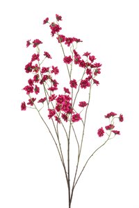 Blossom Tak Zijde - 135cm Beauty