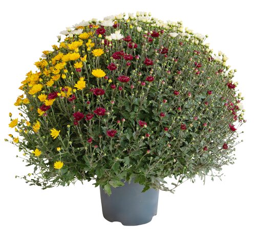 Bolchrysant trio, in 19cm-pot