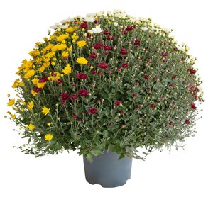 Bolchrysant trio, in 19cm-pot