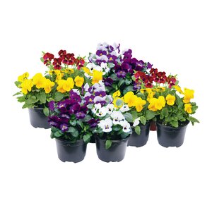 Bosviool 12 stuks, in 9cm-pot