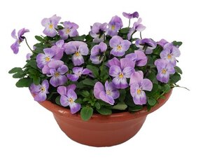 Bosviool, in 23cm-pot