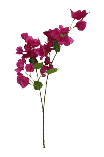 Bougainvillea 75 cm Fuchsia