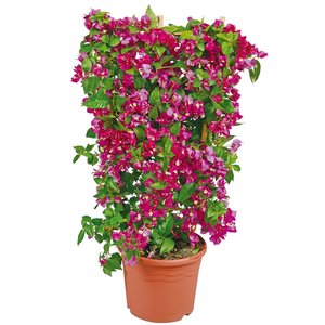 Bougainvillea op rek, in 19cm-pot - afbeelding 1