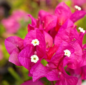 Bougainvillea op rek, in 19cm-pot - afbeelding 2