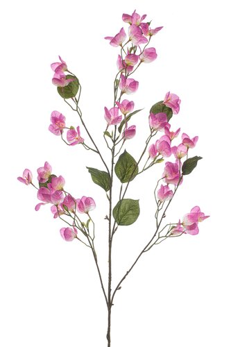 Bougainvillea spray pink 120cm