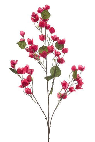 Bouganvillia spray fuchsia 120cm
