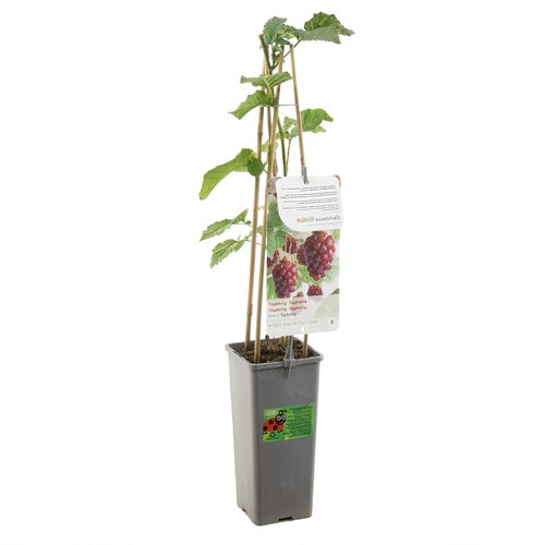 Kruising braam-framboos-loganbes (Rubus Tayberry), in pot